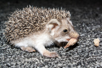 Little hedgehog