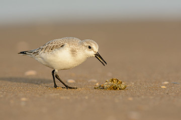 Sanderling (Calidris alba) foraging on the beach.