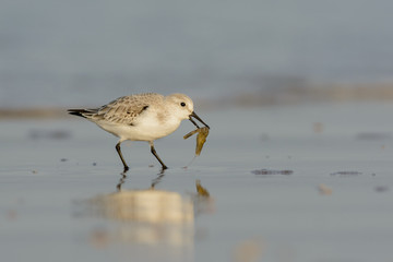 Sanderling (Calidris alba) foraging on the beach.