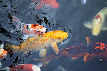 colorful carp