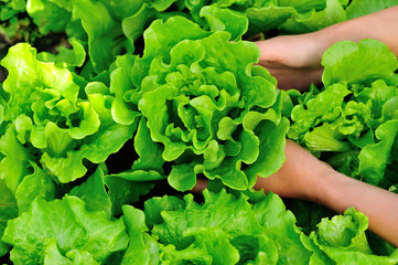 picking lettuce plants in vegetable garden 