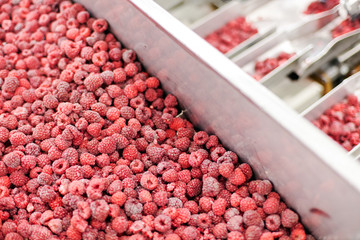 frozen raspberry processing business