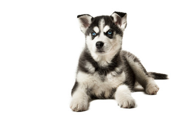Adorable black and white with blue eyes Husky puppy. 