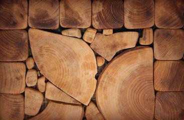 Wood texture of cut tree trunk.