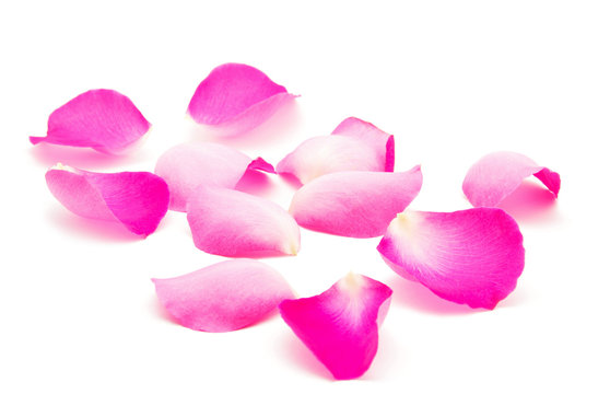 Pink rose petals isolated