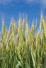 Obraz premium Young ears of grain on the background of blue sky