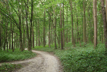 Fototapeta na wymiar Slender trees in young forest green in summer