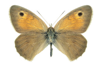 Fototapeta na wymiar Butterfly Hyponephele difficilis