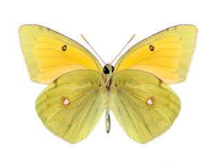 Butterfly Colias heos (male) (underside)
