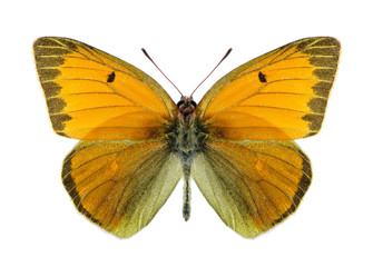 Butterfly Colias heos (male)