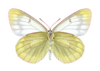 Butterfly Colias tyche montana (underside)