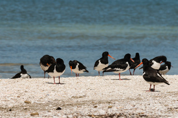 flock of oystercatchers on sandy beach