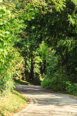 Countryside view. Alley road in forest park.