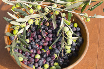Freshly picked organic Aegean Turkish olives