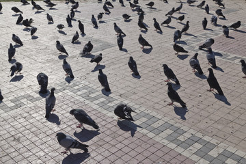 Feral pigeons © EnginKorkmaz
