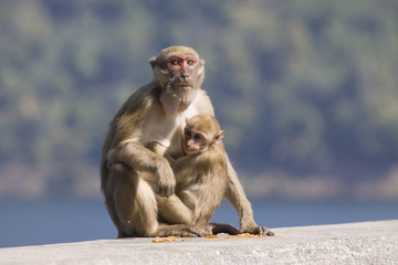 Fototapeta premium wild Rhesus macaque monkey and young baby looking to monkey moth