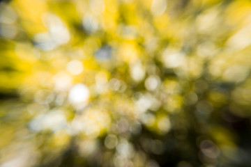 Obraz premium bokeh leaf of nature background