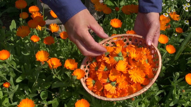 harvesting calendula officinalis marigold medical flowers
