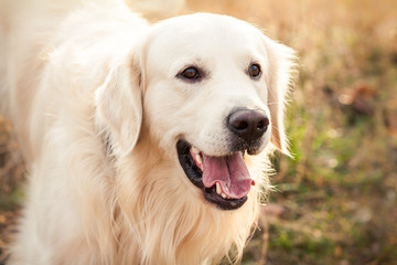 young golden retriever dog