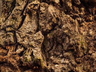Rugged Bark Of An Old Oak Tree