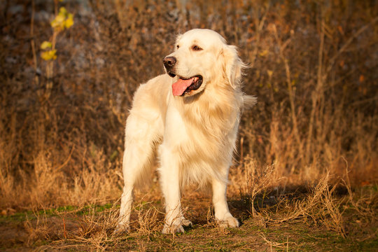 young golden retriever dog