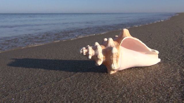 seashell on  sea summer resort beach wet sand