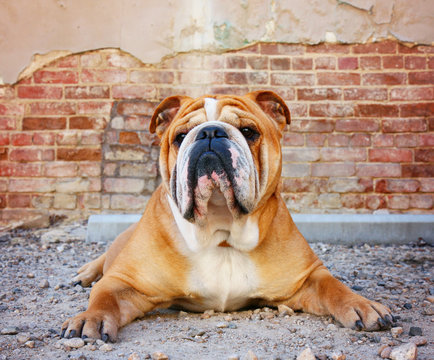 bulldog