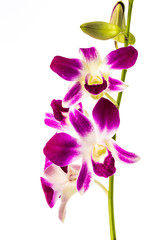 closeup vanda orchid on white background