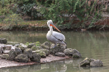 pelican on the rocks