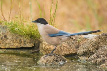 Cyanopica cyanus