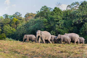 Fototapeta premium Group of Wild Elephant walking on the field