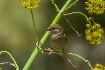 Passer domesticus