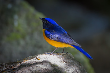 Rufous-bellied Niltava ( Niltava sundara) in nature