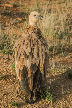 Gyps Fulvus