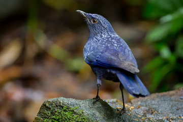 Backside of Blue Whistlingthrush(Myophonus caeruleus)