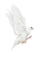 mooving isolated pure white pigeon
