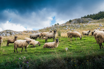 Obraz premium Flock of sheep