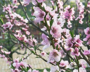 Fototapeta premium Flowering plum