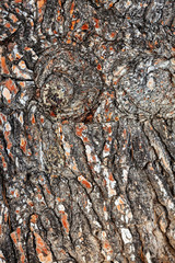 tree bark