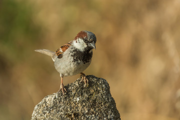 Passer domesticus
