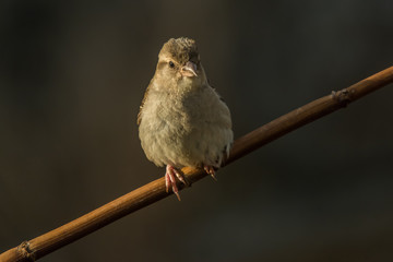 Passer domesticus