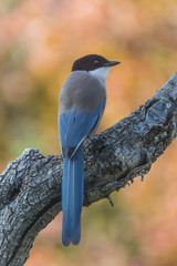 Cyanopica cyanus