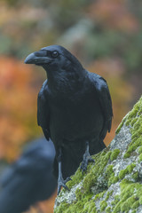 Corvus corax