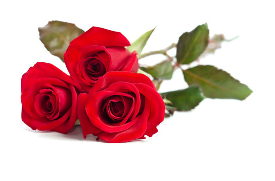beautiful three red roses isolated on white background