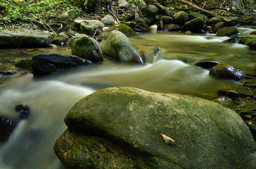 Ruscello nel sottobosco di  in provincia di Cuneo
