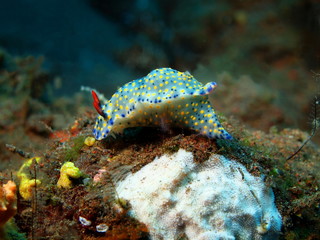 True sea slug, Island Bali, Tulamben