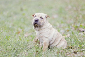 Shar Pei puppy