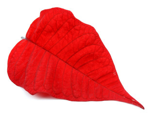 leaf detail Easter plant poinsettia