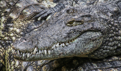 Nilkrokodil
