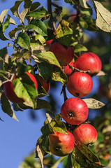 Наливные дары осени.